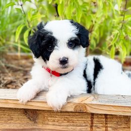 Hayride - Black and white female Sheepadoodle puppy in Wharton, Texas from Little Fur Friends