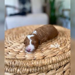 Boy 1 - Red  male Goldendoodle puppy in Glendale, Arizona from Follow Your Bliss Doodles