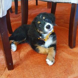 Bernedoodle and Goldendoodle Puppies from Heartfelt GoldenDoodles