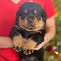 Diesel - Black and mahogany male Rottweiler puppy in Grass Valley, California from Rottweiler vom Hause Wolf