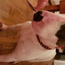 Bull Terrier and Staffordshire Bull Terrier All Grown Up from Courstaff Staffords