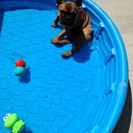 French Bulldog Puppies from Bleu Rock French Bulldogs