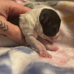Girl 2 - Parti female Miniature Schnauzer puppy in Dunlap, Tennessee from Beards of Glory
