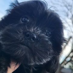 Shichon Puppies from Tri-County Kennels