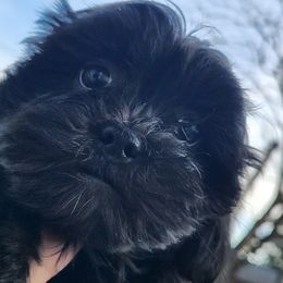 Shichon Puppies from Tri-County Kennels