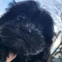 Shichon Puppies from Tri-County Kennels
