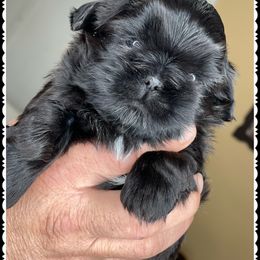 Shih Tzu Puppies from Maria's Shih Tzus