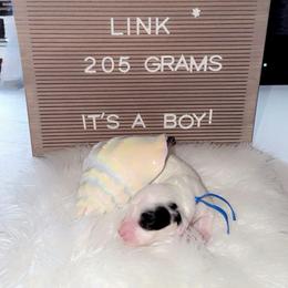 Link - Piebald male Dachshund puppy in Fairchance, Pennsylvania from Libby’s Doxies