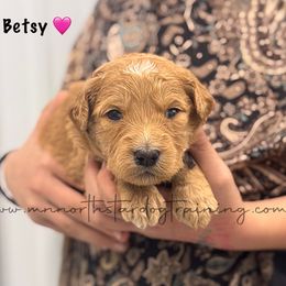 Betsy - Apricot female Goldendoodle puppy in Lancaster, Minnesota from North Star Dog Training