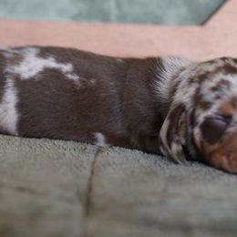 Dachshunds from TNT Dachshunds