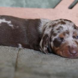 Dachshunds from TNT Dachshunds