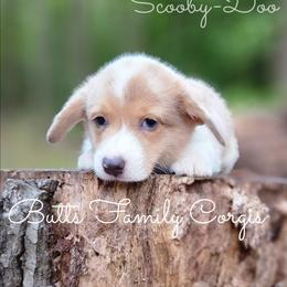 Scooby-Doo - Sable merle and white male American Corgi puppy in Cameron, North Carolina from Butts Family Corgis