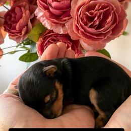 Boy - Black and tan male Yorkshire Terrier puppy in Puyallup, Washington from Majestic Mtn Pups