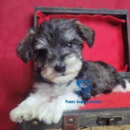 Companion Cross, Miniature Schnauzer, and Yorkshire Terrier Puppies from Puppy Sugars Kennels