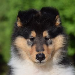 Boy 2 - Black white and tan male Collie puppy in North Carolina from Sunway Kennels