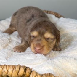 Chip (Blue) - Dapple male Dachshund puppy in Cherry Valley, California from Sugar and Spice Dachshunds