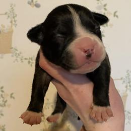 7 - female Alapaha Blue Blood Bulldog puppy in Grafton, Ohio from Eclipse Alapaha Kennels