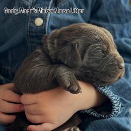 Goofy - Chocolate male Labrador Retriever puppy in Owosso, Michigan from Bennington Retrievers