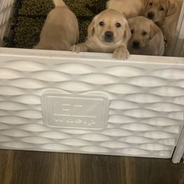 Labrador Retriever Puppies from County Line Gun Dogs