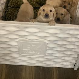 Labrador Retriever Puppies from County Line Gun Dogs