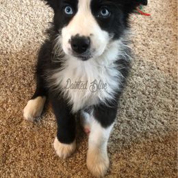 Australian Shepherd Puppies from Painted Blue Aussies