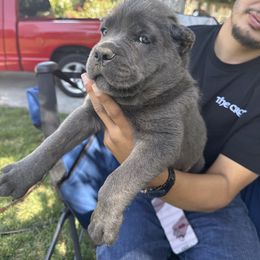 White collar - Gray brindle male Cane Corso puppy in Morgan Hill, California from Corso Empire