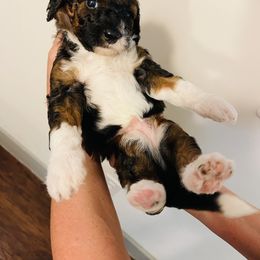 Goldendoodle Puppies from Labradoodleday