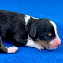 BTF1 - Black tri-color female Aussiedoodle puppy in Prague, Oklahoma from Classic K9’s  Aussies & Doodles