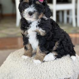 Icelyn - Tri-color female Bernedoodle puppy in Henry, Illinois from Rowe Farms Doodles