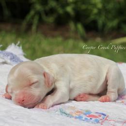 Girl 2 - White female Bernedoodle puppy in Lowry City, Missouri from Cooper Creek Puppies