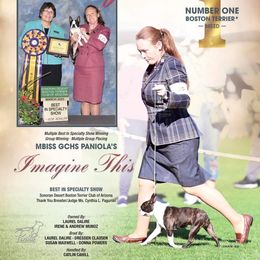 Boston Terrier and Miniature Bull Terrier All Grown Up from Paniola Farms