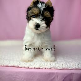 Marla - Black tan and white female Biewer Terrier puppy in Lathrop, California from Forever Charmed
