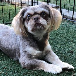 Kye - Shih Tzu