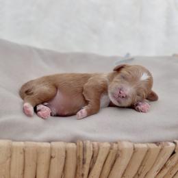 Whiskey - Apricot male Cavapoo puppy in Arlington, Texas from Van Haselen Poodles and Doodles