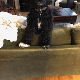 Portuguese Water Dog Puppies from Bela Vida PWDs