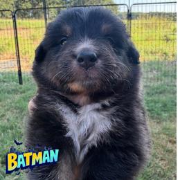 BATMAN-Black Tri Male - Black tri-color male Australian Shepherd puppy in Gainesville, Texas from Lady Luck Aussies