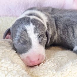 Girl 2 - female Italian Greyhound puppy in Cadwell, Georgia from All The DoDa Day Italian Greyhounds