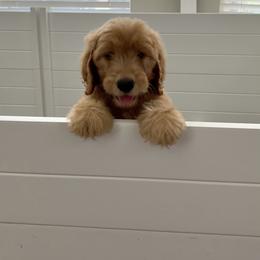 Goldendoodle Puppies from Rockin R Doodles