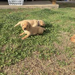 Pink - Yellow female Labrador Retriever puppy in Oklahoma City, Oklahoma from H & H Retrievers
