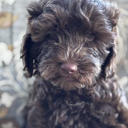Aurora - Chocolate female Labradoodle puppy in Manchaca, Texas from Heartrock Labradoodles