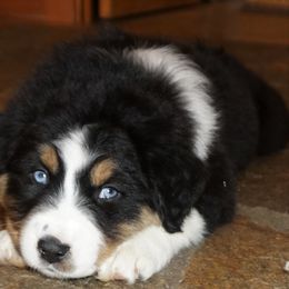 Australian Shepherd Puppies from Pole Canyon Australian Shepherds