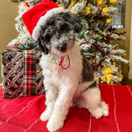 Cinderella - Parti female Goldendoodle puppy in Norman, Oklahoma from Wilson Family Companions