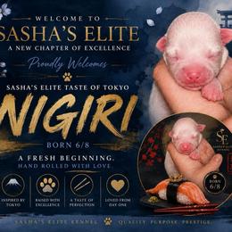 Nigiri - Cream male Chihuahua puppy in New Castle, Delaware from Sasha’s Elite Kennel LLC