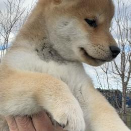 Sesame male - Sesame male Shiba Inu puppy in Nampa, Idaho from Hillsdale Shiba Inu