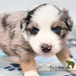 Rocket - Blue merle Miniature Australian Shepherd puppy in Talking Rock, Georgia from Run'n Bear Mini Aussies