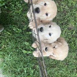 Golden Retriever and Pembroke Welsh Corgi Puppies from Rose n’ Thistle Farm