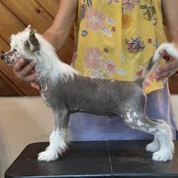 Chinese Crested Puppies from Windsong