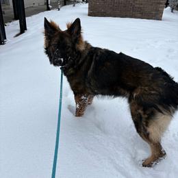 Shark - Sable male German Shepherd puppy in Denver, Colorado from Morales Kennels
