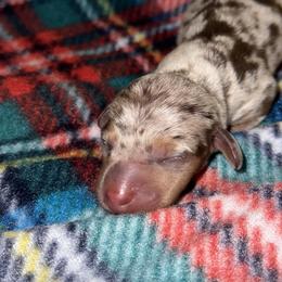 Dachshund Puppies from Oklahoma akc miniature dachshunds
