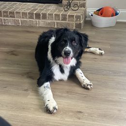 Mando - Black tri-color male Australian Shepherd puppy in Bethlehem, Georgia from CJ Farm and Kennels